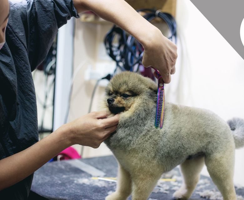 69378816_863381057379679_5017056825804062720_o